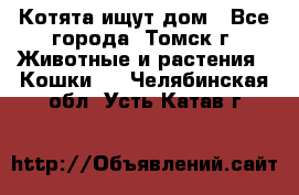 Котята ищут дом - Все города, Томск г. Животные и растения » Кошки   . Челябинская обл.,Усть-Катав г.